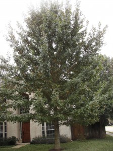 red oaks are fast growing shade trees Red oaks grow fast to provide shade quickly, plus they are long lived and hardy. Here is a red oak 6 years after planting