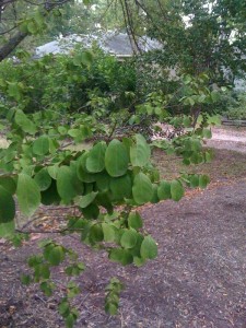 Crepe Myrtle with droopy leaves