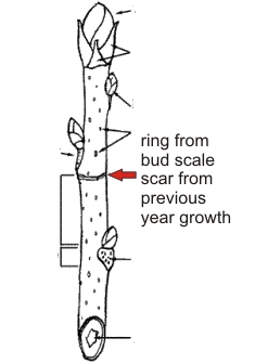 bud scale scar