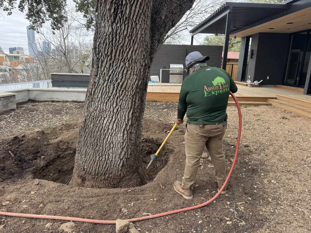 Air-Spade tool excavating tree roots for inspection in Austin