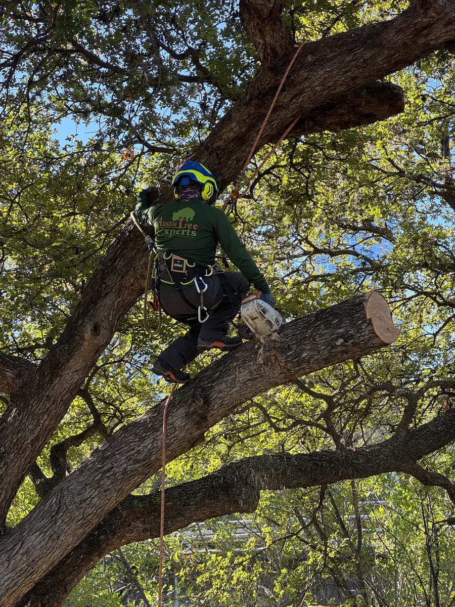 Close-up of arborist making a clean pruning cut on an oak branch in Austin
