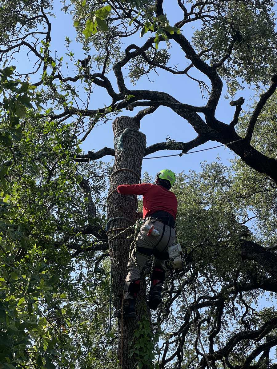 ISA Certified Arborist climbing through live oak branches during a pruning job in Austin