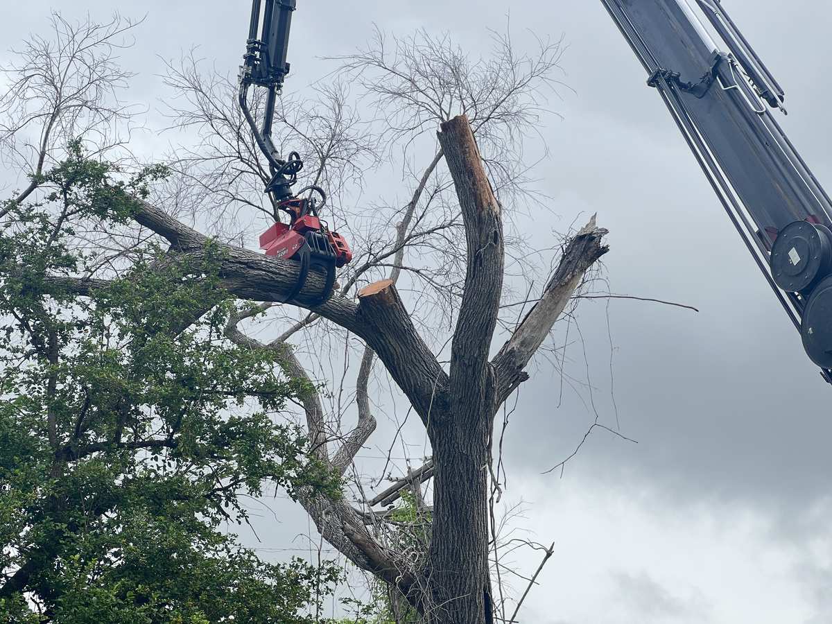 Crane removing a large dead oak tree in an Austin residential neighborhood