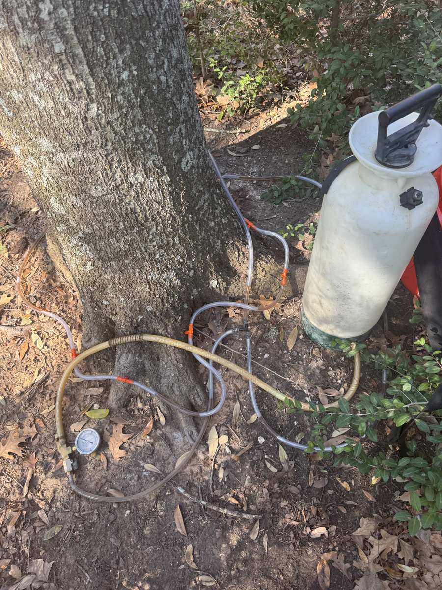 Pressure gauge on oak wilt fungicide injection equipment during treatment in Austin