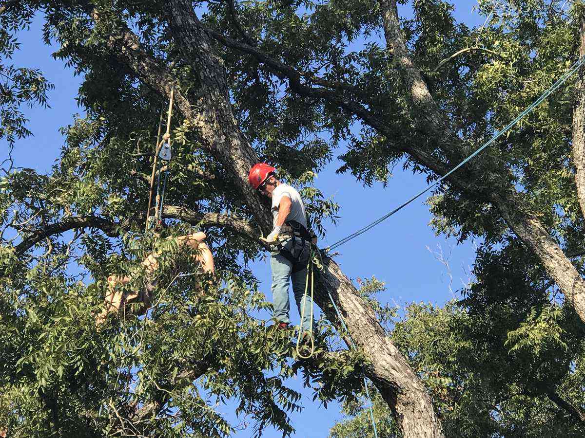 Tree climber in safety harness working high in the canopy of a mature Austin tree