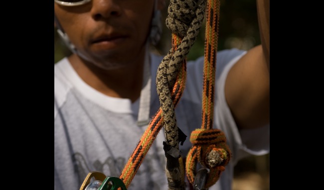 Close-up of climbing rope knots and rigging equipment used in professional tree work