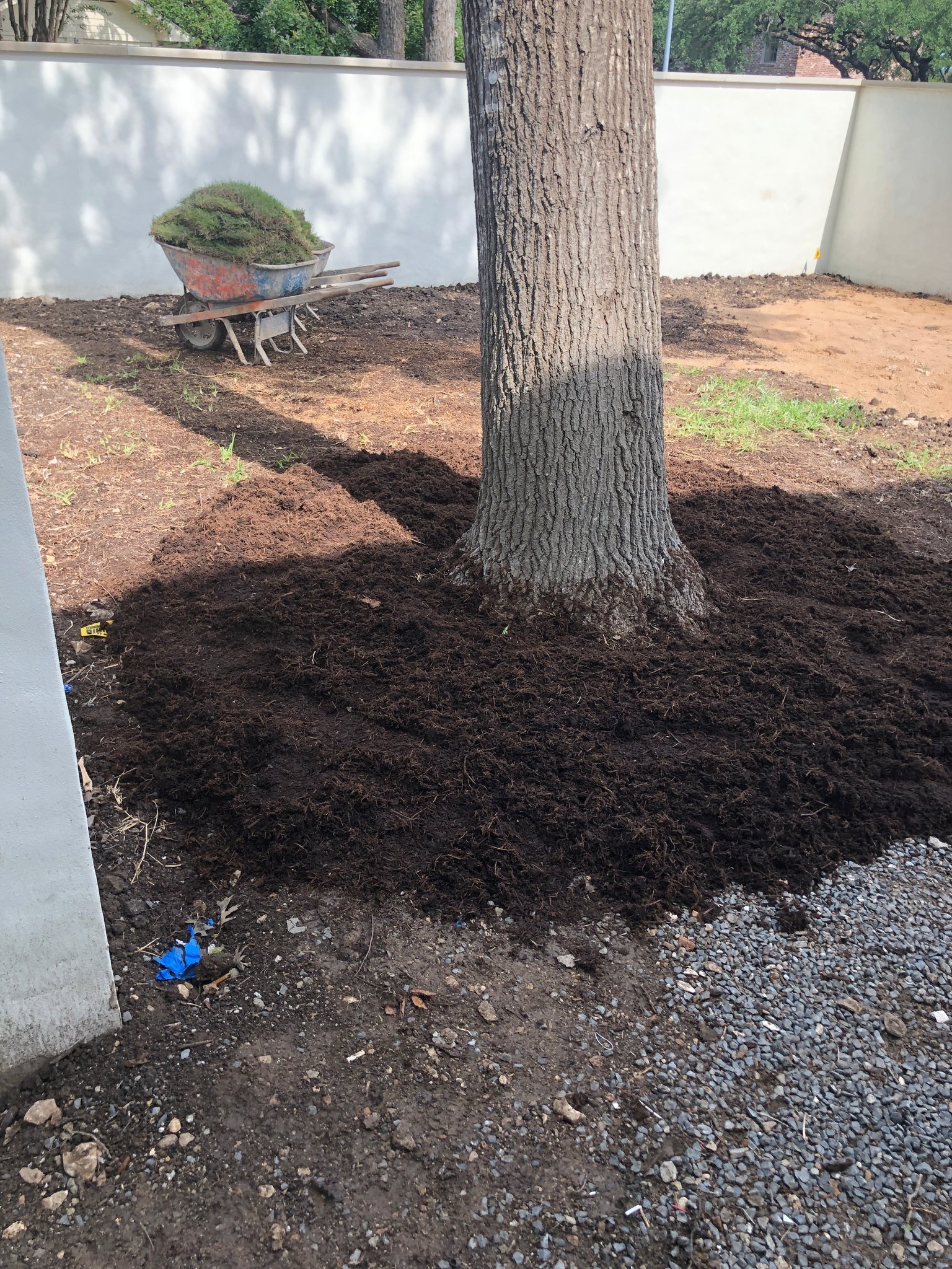 Fresh mulch being applied around the base of a tree in Austin