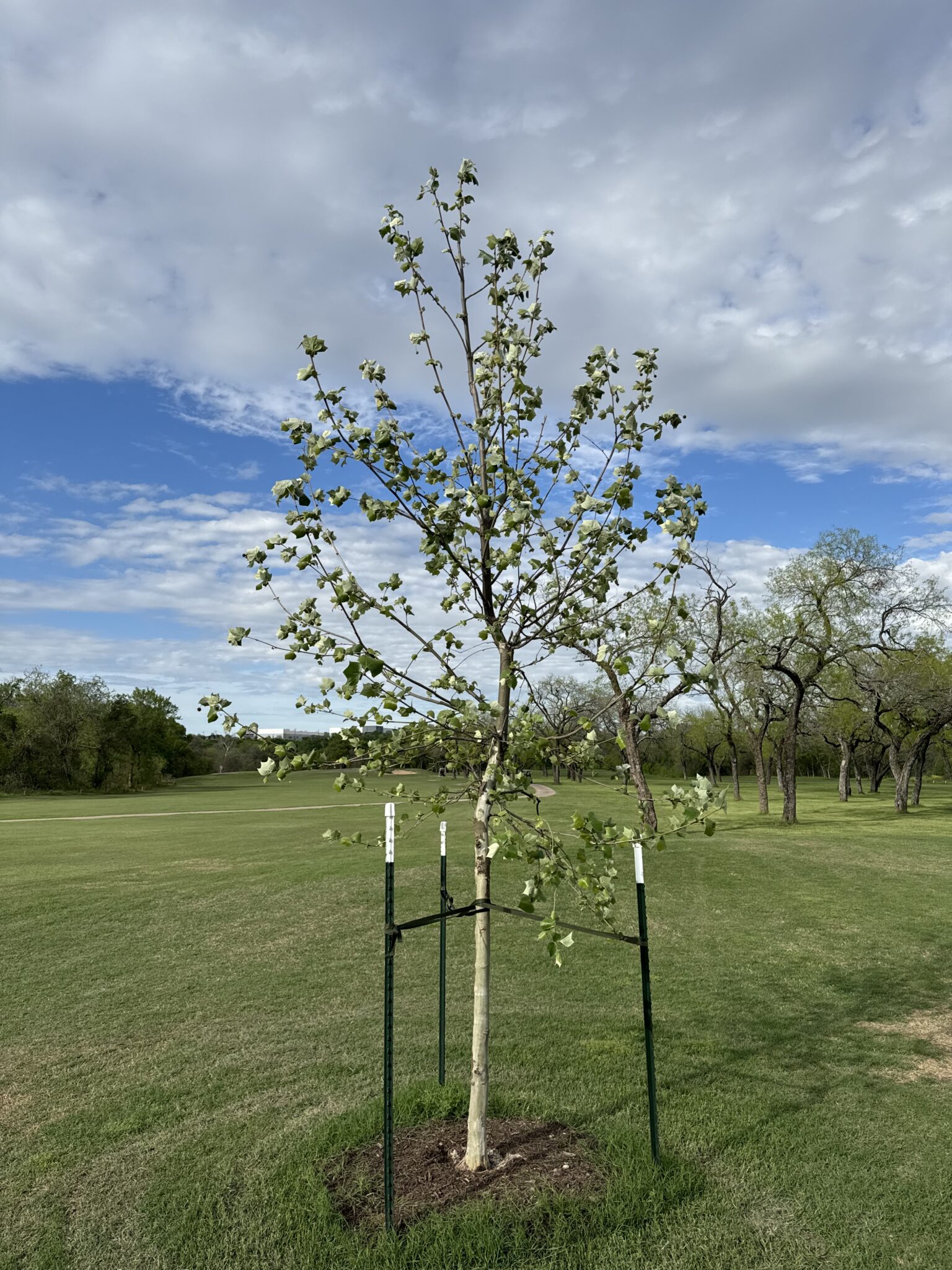Newly planted and staked tree at golden hour on an Austin residential property