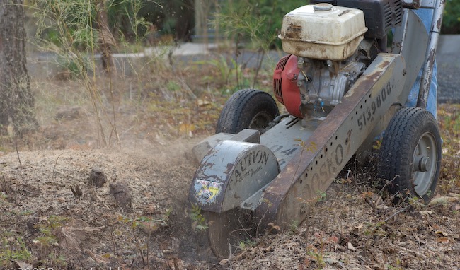 Stump grinder cutting through a stump with sawdust flying in Austin
