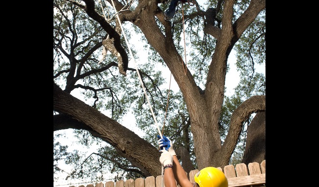 Tree pruning teamwork with climber in canopy and ground crew managing ropes in Austin