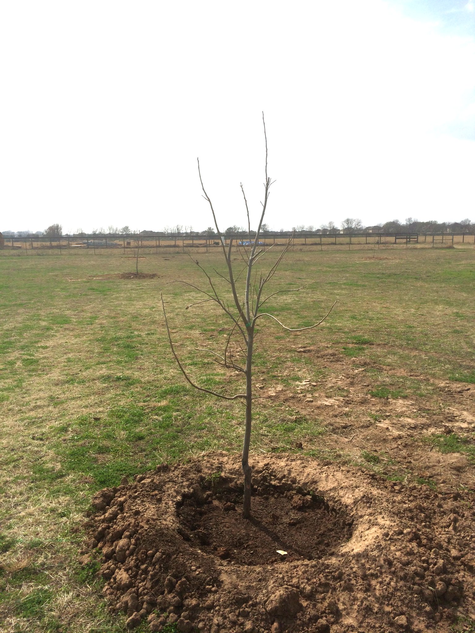 Field of newly planted trees in an orchard installation project near Austin