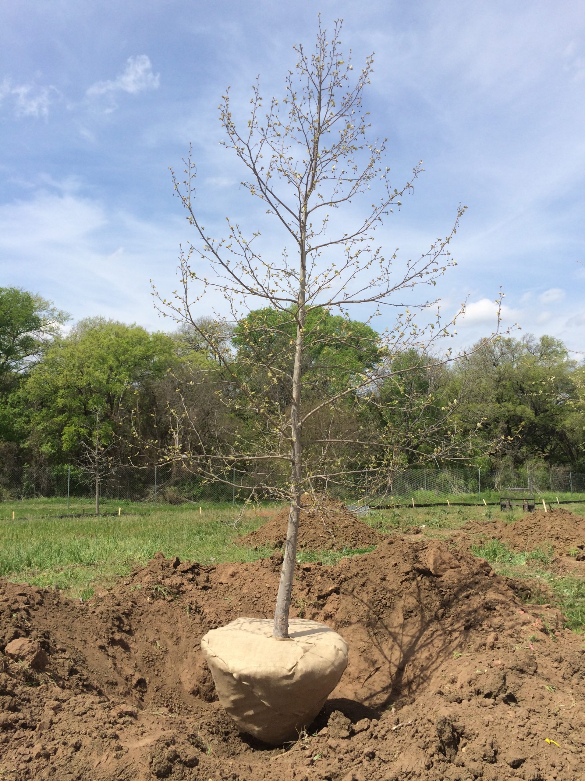 Tree with root ball prepared for planting at an Austin property
