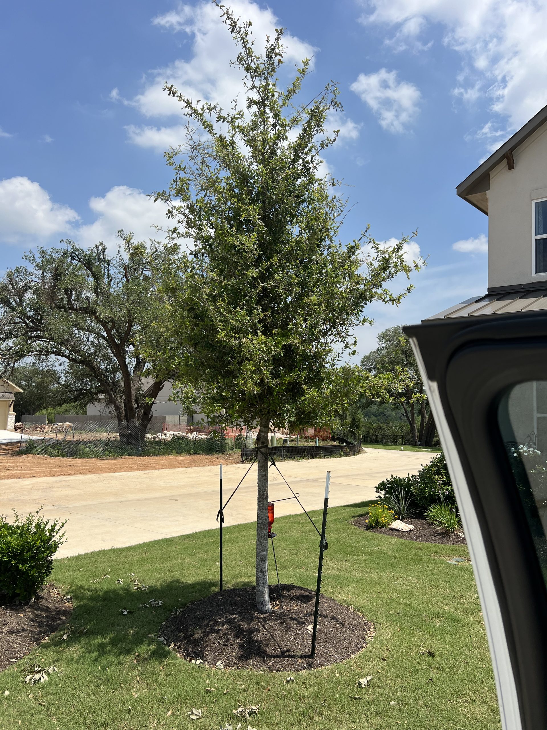 Newly planted and staked tree at a residential property in Austin TX