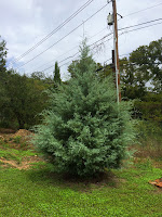 carolina sapphire arizona cypress