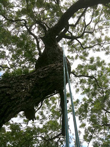Looking up before starting to climb. IMG_1966.jpg