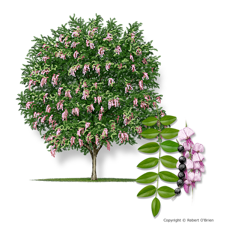 eve's necklace Styphnolobium affinis