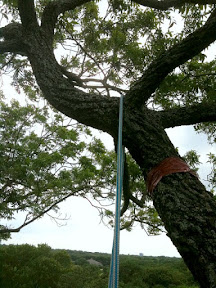 Tied in to the top. That's 75' where my rope is. Probably another 15' to the tip top of the tree. IMG_1971.jpg