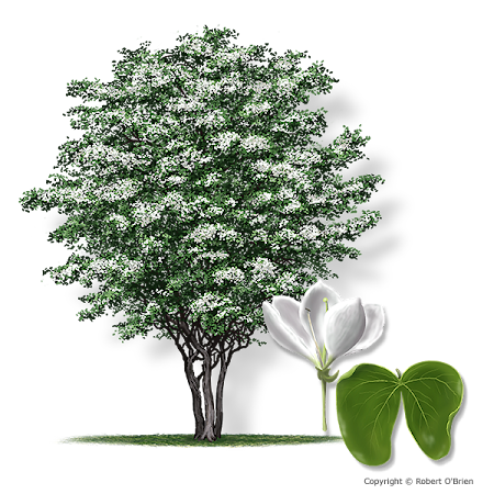 Anacacho Orchid.png