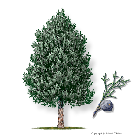 arizona cypress
