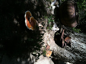 GApplanatum.jpg