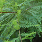 Bald_Cypress_Leaves.jpg