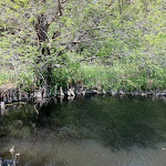 knees growing long the edge of the water source making a natural retaining wall IMG_00684.jpg