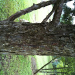 bark of arizona cypress IMG_00675.jpg