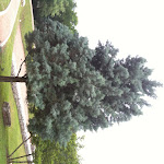 beautiful arizona cypress specimen IMG_00673.jpg