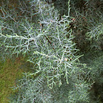 foliage of arizona cypress IMG_00674.jpg