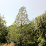 perfect location for a bald cypress IMG_00683.jpg
