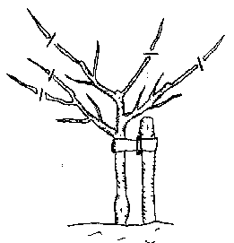 Pruning.png