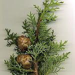 italian cypress foliage and cones italianCypress_foliage-cones.jpg