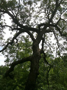 looking across to the other side of the tree from half way up. IMG_1965.jpg