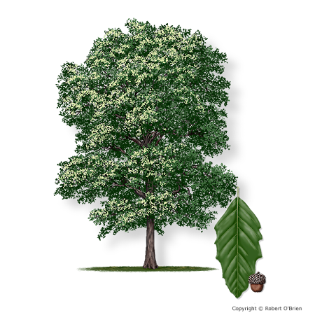 rendering of monterrey oak