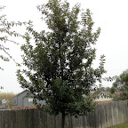 monterrey oak.jpg