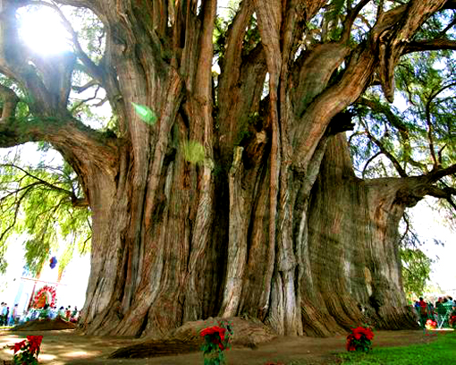 montezuma-cypress-tule-tree.jpg