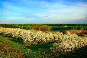 Orchard.jpg
